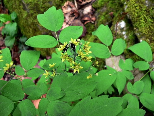 {Caulophyllum thalictroides}